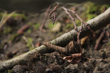 Wald erleben