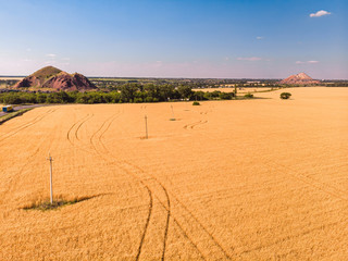 Fototapeta na wymiar Aerial view of the wheat fields.