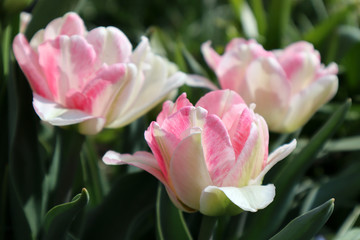 Pink terry tulip flower in the garden