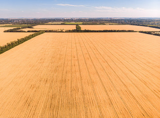 Aerial view of summer wheat field crops for harvest and blue sky on farm