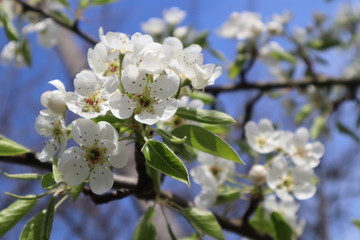 Pear tree flowers in the garden. Blooming spring garden.