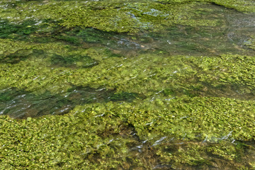 Algues et herbes en fond de l'eau de rivière 