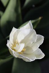 White Terry Tulip Flower in the Garden