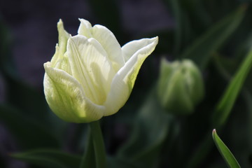 White tulip flowers in the garden