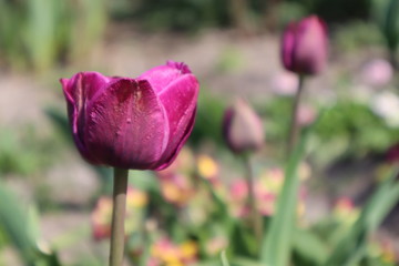 Purple terry tulip in the garden