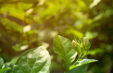 white jasmine flower with a green leaves under warmth morning sunshine with natural background.