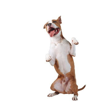 A Happy Large Dog Stands On Its Hind Legs. Dog Isolated On White Background