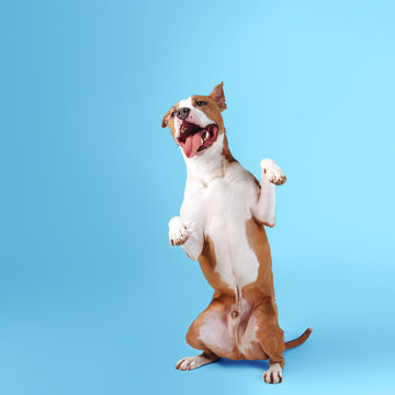 A big happy dog sits on a blue background. The dog performs the trick and stands gopher