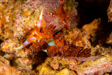 aeolid sea slug nudibranch flabellina