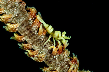 yellow anker's whip coral shrimp