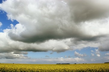 Wolkenfelder