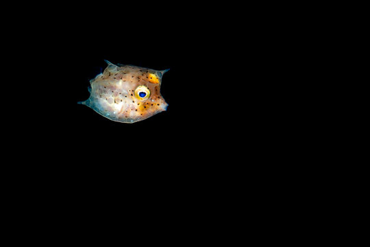 young juvenile thornback cowfish fish