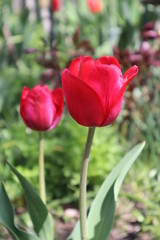 Red tulip flowers in the garden
