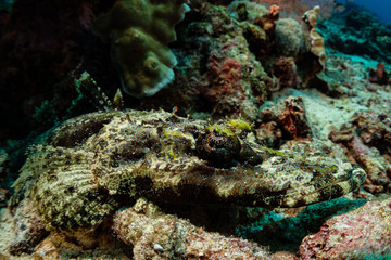 crocodile flathead fish on sandy bottom