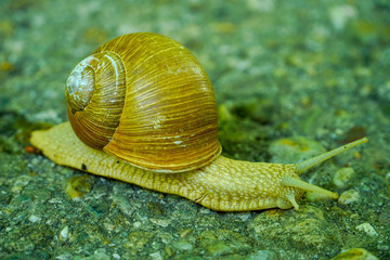 Big snail in shell crawling on road, summer day in garden. Helix pomatia, Roman snail. Rain snail closeup on asphalt footpath in spring park.
