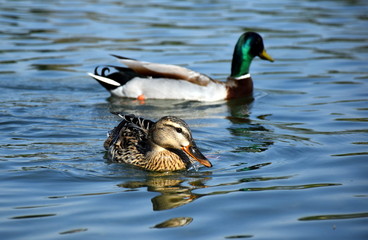 Entenpaar auf einem See