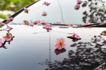 Pink trumpet tree flower falling on a car windshield