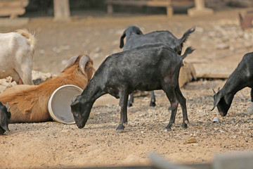 A picture of a young goat on the farm and looking for food to eat