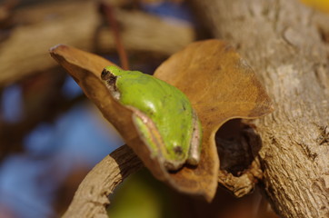 葉の上のアマガエル