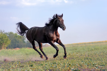 Beautiful big black horse galloping across the field on a background of clear sky and haze. Her mane is developing the wind