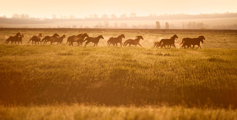 Herd of horses gallop across an open field in the sunshine. Horses walk in freedom. Mustangs.