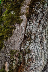 Relief rustic texture of the brown bark of a tree with green moss and lichen on it