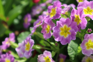 Fototapeta na wymiar Purple primrose flowers in the garden 