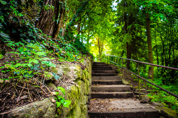 Forest Trail Stairway