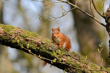 red squirrel in a tree