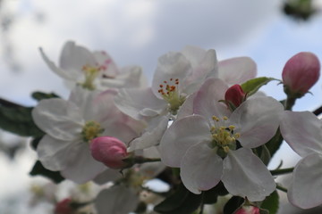 Apple tree flowers. Blooming apple orchard in spring.
