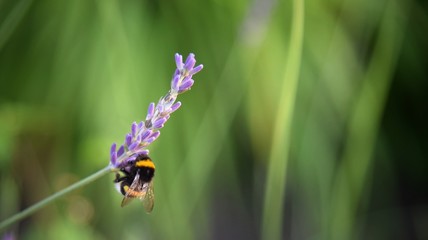 bee on a flower © Dorota
