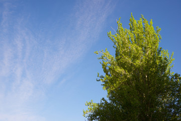 Trees in a park