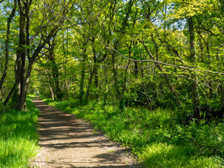 秋ヶ瀬の雑木林