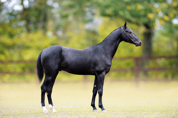 Conformation of black stallion. The horse stands in full growth