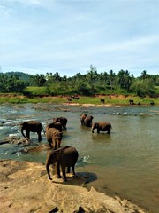 Naklejka na ściany i meble Herd Elephants bathing in river.
