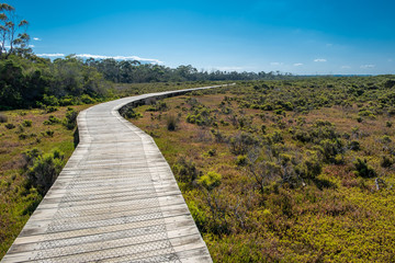 Fototapeta na wymiar Winding boardwalk passing through Warringine Wetlands reserve in Hastings, Victoria, Ausralia