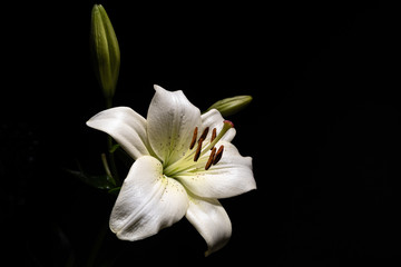 White lily isolated on black background with text space