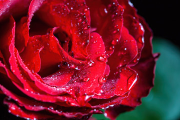 Red rose with water drops on blurred background - extreme closeup