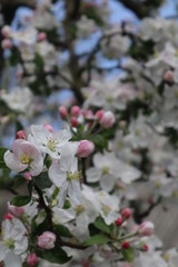 Apple tree flowers. Blooming apple orchard in spring.
