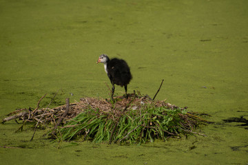 Baby duck standing up on his nest