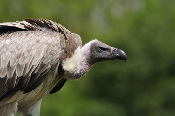 The white-backed vulture Gyps africanus portrait