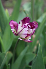 Purple terry tulip in the garden