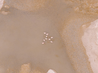 Beautiful pink flamingos walking and feeding in lake. Natural wildlife in Uyuni Salt Flats, Bolivia. Animal with water and landscape background. Wild animal in nature.