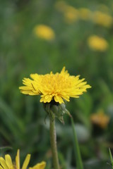 Yellow dandelion flower in the meadow.