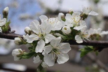 Plum tree flowers. Blooming spring garden.