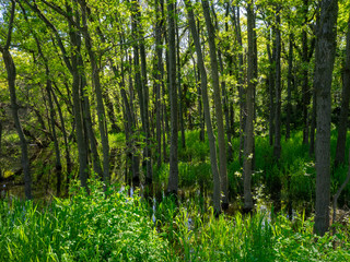秋ヶ瀬の雑木林