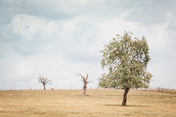 sécheresse dans un pré en été avec des arbres morts et un arbre vivant