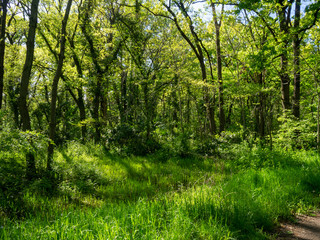 秋ヶ瀬の雑木林