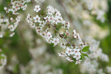 cherry blossom in spring