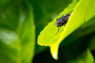 Mouche sur laurier 1 
